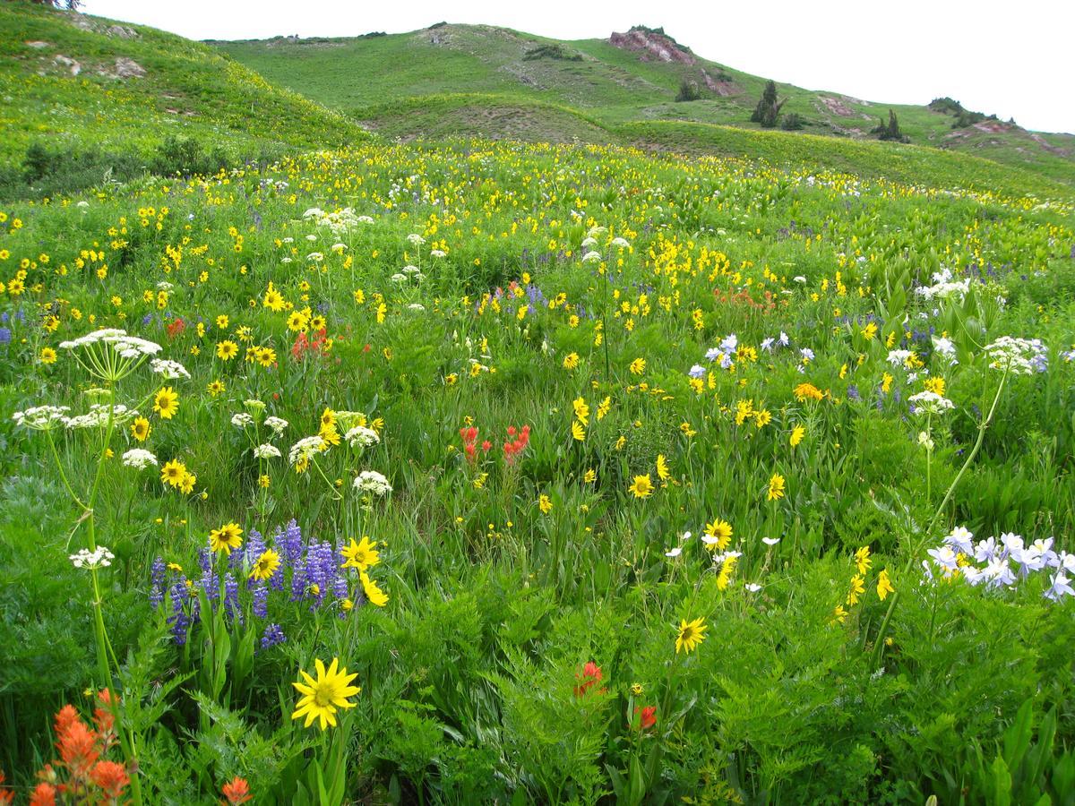Purple Mountain Bed & Breakfast & Spa Crested Butte Buitenkant foto